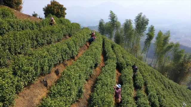 ​安徽旌德：高山春茶采收忙